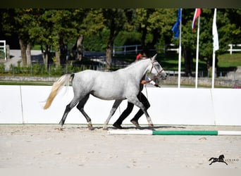 Lipizzaner, Merrie, 5 Jaar, 151 cm, Schimmel