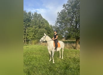 Lipizzaner, Merrie, 5 Jaar, 158 cm, Schimmel