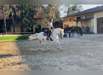 Lipizzaner, Merrie, 5 Jaar, 164 cm, Schimmel