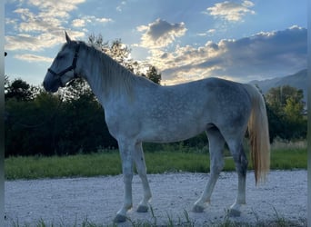Lipizzaner, Merrie, 5 Jaar, Wit
