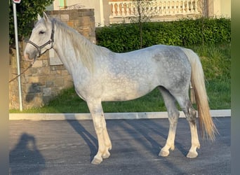 Lipizzaner, Merrie, 5 Jaar, Wit