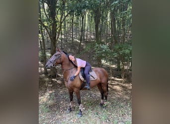 Lipizzaner, Merrie, 6 Jaar, 164 cm, Bruin