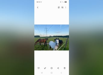 Lipizzaner, Merrie, 6 Jaar, 172 cm, Wit