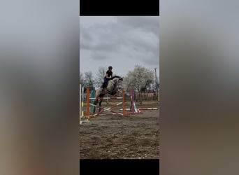 Lipizzaner Mix, Merrie, 7 Jaar, 160 cm, Appelschimmel