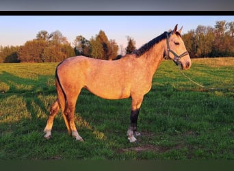Lipizzaner Mix, Merrie, 7 Jaar, 162 cm, Appelschimmel