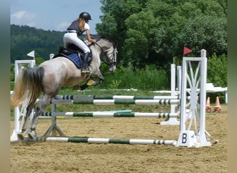 Lipizzaner, Merrie, 8 Jaar, 163 cm, Schimmel