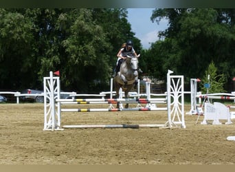 Lipizzaner, Merrie, 8 Jaar, 163 cm, Schimmel