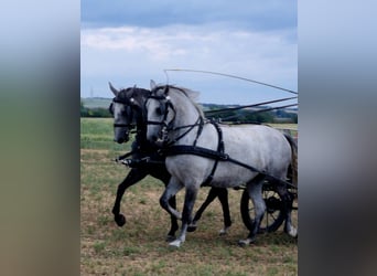 Lipizzaner, Merrie, 8 Jaar, Schimmel