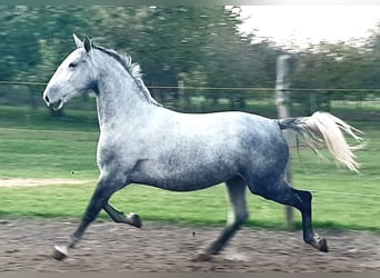 Lipizzaner, Merrie, 8 Jaar, Schimmel
