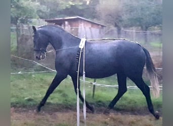 Lipizzaner, Merrie, 8 Jaar, Schimmel