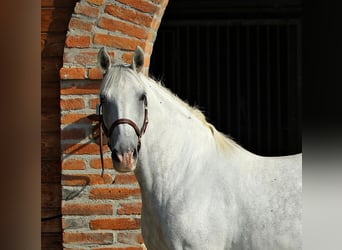 Lipizzaner, Merrie, 8 Jaar, Schimmel