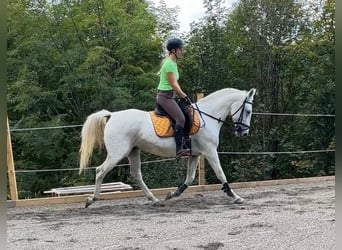 Lipizzaner, Merrie, 9 Jaar, 152 cm, Schimmel
