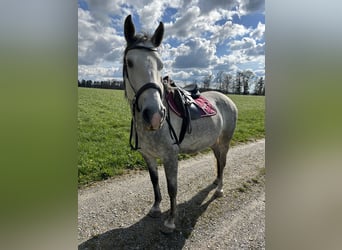 Lipizzaner, Merrie, 9 Jaar, 156 cm, Appelschimmel