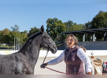 Lipizzaner, Merrie, Veulen (04/2026), 164 cm, Schimmel