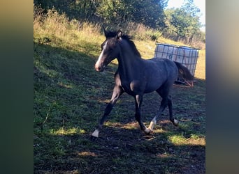 Lipizzaner, Merrie, Veulen (05/2025), Zwartschimmel