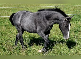 Lipizzaner, Merrie, Veulen (05/2025), Zwartschimmel