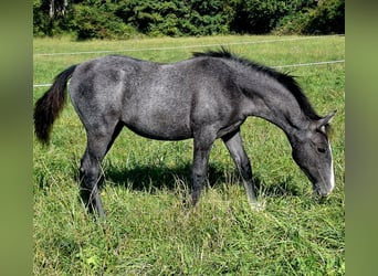 Lipizzaner, Merrie, Veulen (05/2025), Zwartschimmel