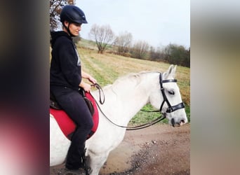 Lipizzaner, Ruin, 10 Jaar, 152 cm, Schimmel