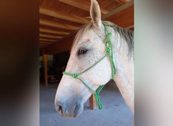 Lipizzaner, Ruin, 10 Jaar, 160 cm, Schimmel