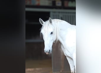 Lipizzaner, Ruin, 10 Jaar, 160 cm, Schimmel
