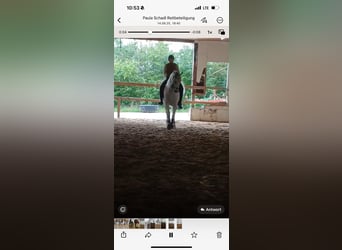 Lipizzaner, Ruin, 10 Jaar, 160 cm, Schimmel