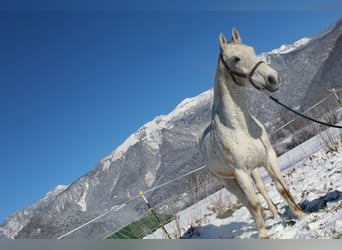 Lipizzaner, Ruin, 10 Jaar, Schimmel