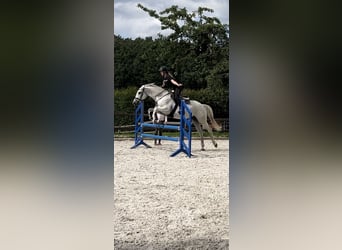Lipizzaner Mix, Ruin, 11 Jaar, 158 cm, Schimmel