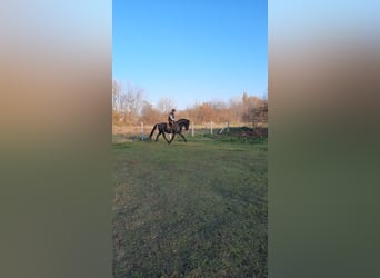 Lipizzaner, Ruin, 11 Jaar, 160 cm, Roan-Blue