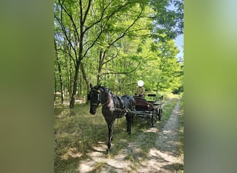 Lipizzaner, Ruin, 11 Jaar, 160 cm, Roan-Blue