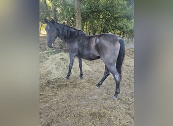 Lipizzaner, Ruin, 11 Jaar, 160 cm, Roan-Blue