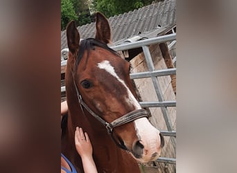 Lipizzaner, Ruin, 12 Jaar, 150 cm, Bruin