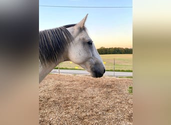 Lipizzaner Mix, Ruin, 12 Jaar, 160 cm, Schimmel