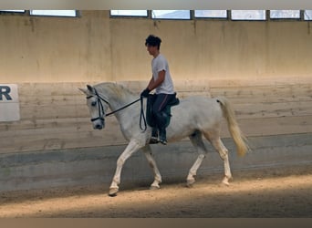 Lipizzaner, Ruin, 13 Jaar, 156 cm, Schimmel