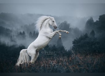 Lipizzaner, Ruin, 13 Jaar, 161 cm, Schimmel