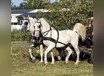 Lipizzaner, Ruin, 13 Jaar, 165 cm, Wit