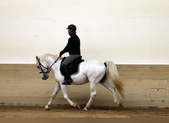 Lipizzaner, Ruin, 14 Jaar, 155 cm, Schimmel