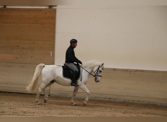 Lipizzaner, Ruin, 14 Jaar, 155 cm, Schimmel