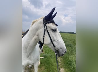 Lipizzaner, Ruin, 14 Jaar, 155 cm, Schimmel