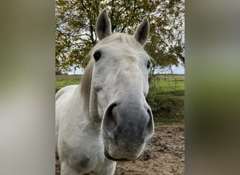 Lipizzaner, Ruin, 14 Jaar, 162 cm, Schimmel