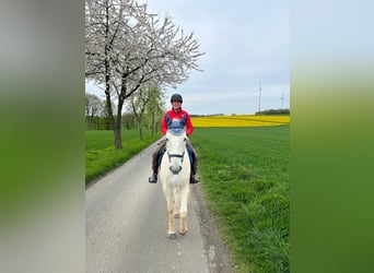 Lipizzaner, Ruin, 14 Jaar, 162 cm, Schimmel
