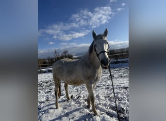 Lipizzaner, Ruin, 14 Jaar, 163 cm, Schimmel
