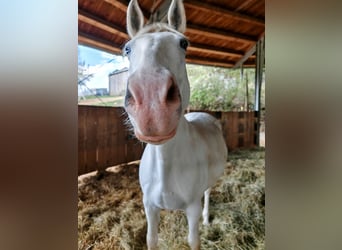 Lipizzaner, Ruin, 15 Jaar, 156 cm, Schimmel