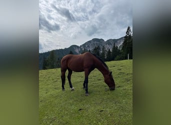 Lipizzaner, Ruin, 15 Jaar, 158 cm, Bruin