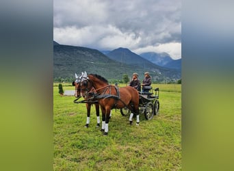 Lipizzaner, Ruin, 15 Jaar, 158 cm, Bruin