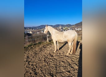 Lipizzaner, Ruin, 16 Jaar, 158 cm, Schimmel