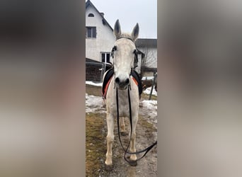Lipizzaner Mix, Ruin, 16 Jaar, 160 cm, Schimmel