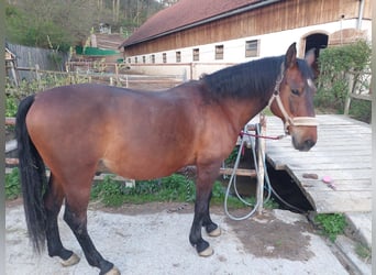 Lipizzaner, Ruin, 16 Jaar, 164 cm, Bruin