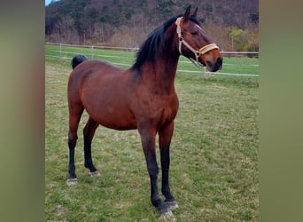 Lipizzaner, Ruin, 16 Jaar, 164 cm, Bruin