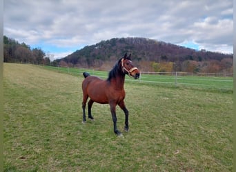 Lipizzaner, Ruin, 16 Jaar, 164 cm, Bruin