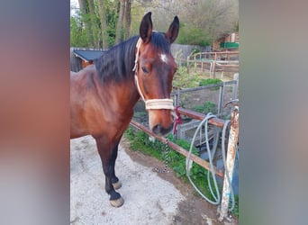 Lipizzaner, Ruin, 16 Jaar, 164 cm, Bruin